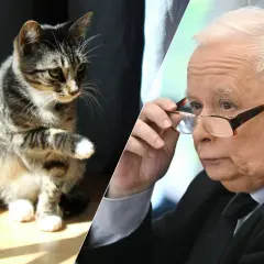 Kot pręgowany siedzi po lewej, polityk w okularach po prawej.