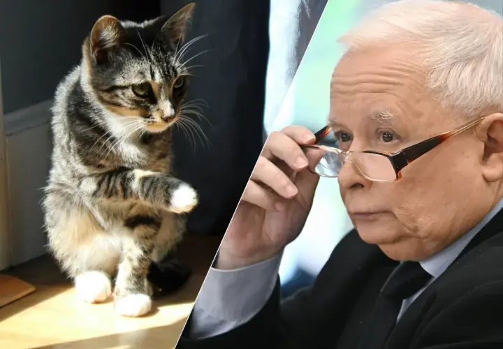 Kot pręgowany siedzi po lewej, polityk w okularach po prawej.