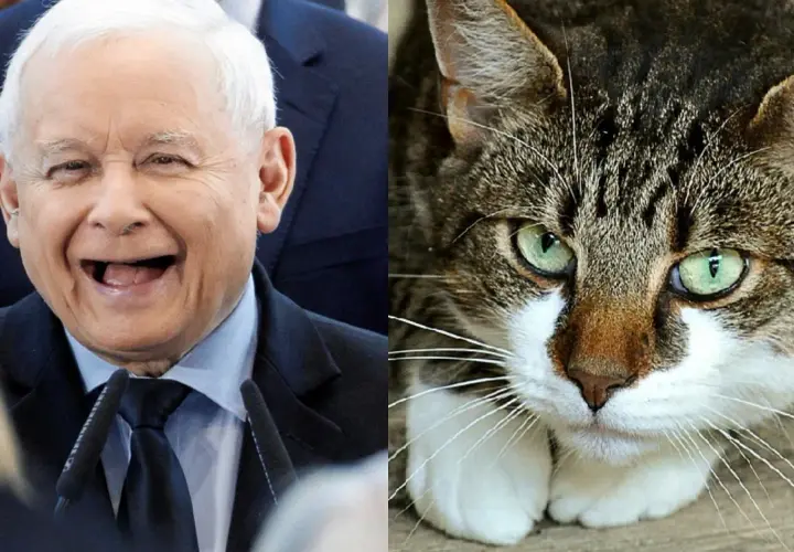 Ile kotów ma Kaczyński? Zaskakujące fakty o jego pupilkach