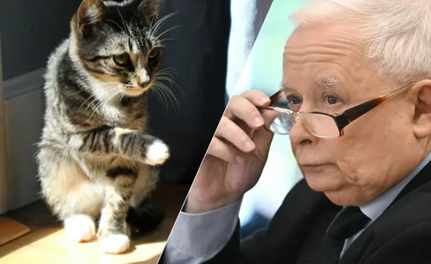 Czy Kaczyński ma kota? Odkryj prawdę o jego pupilkach