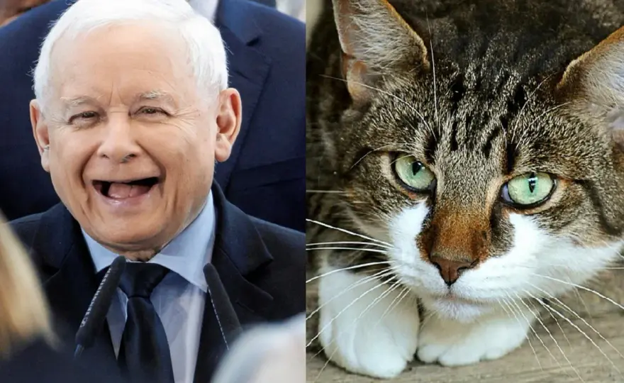 Ile kotów ma Kaczyński? Zaskakujące fakty o jego pupilkach