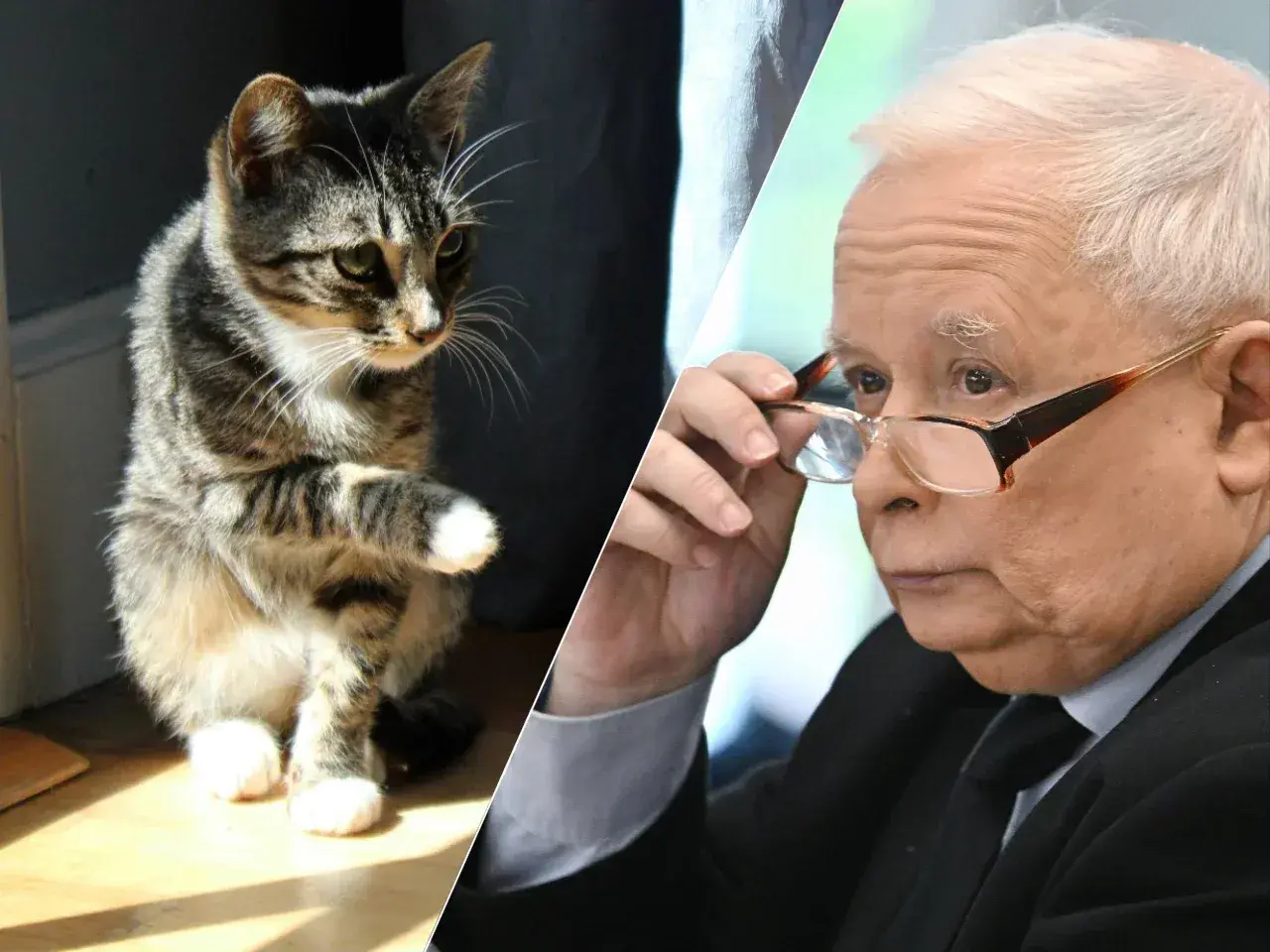 Kot pręgowany siedzi po lewej, polityk w okularach po prawej.