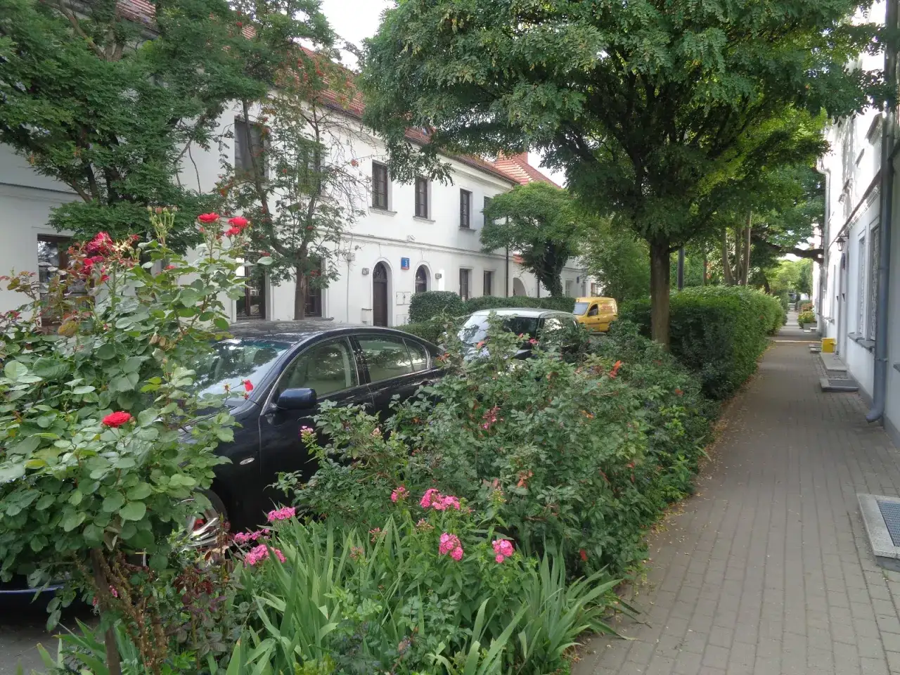Zielony Żoliborz, gdzie kwitną róże i mieszkają znani ludzie. Ulica z białymi kamienicami, samochodami i bujną zielenią.